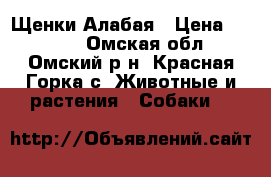 Щенки Алабая › Цена ­ 6 000 - Омская обл., Омский р-н, Красная Горка с. Животные и растения » Собаки   